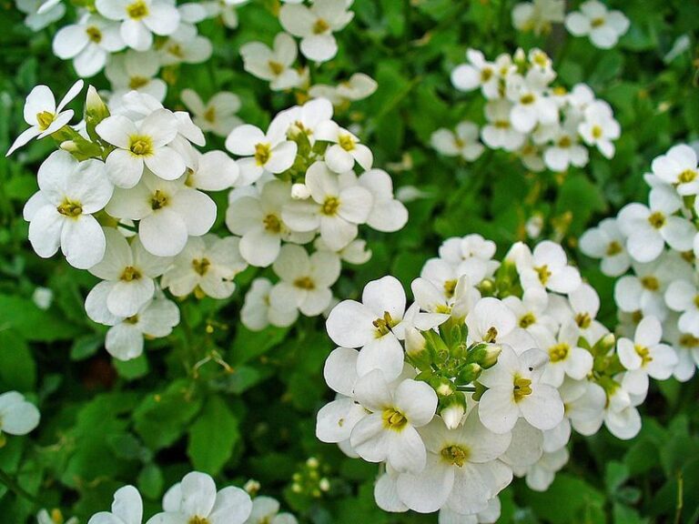 20 Alpine Flowers That Create A Mountain Garden Vibe - Complete Gardening