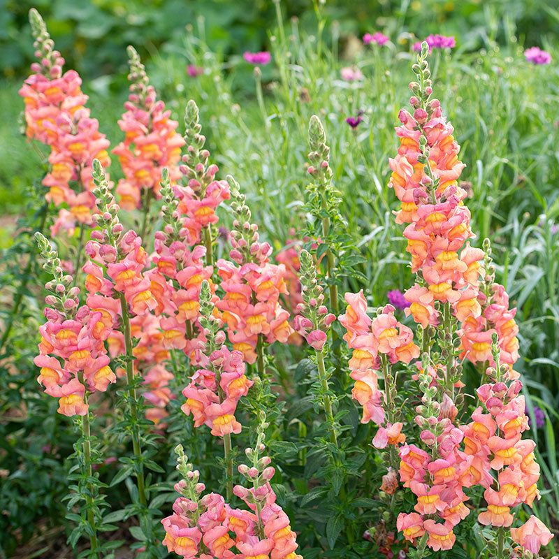 Snapdragon