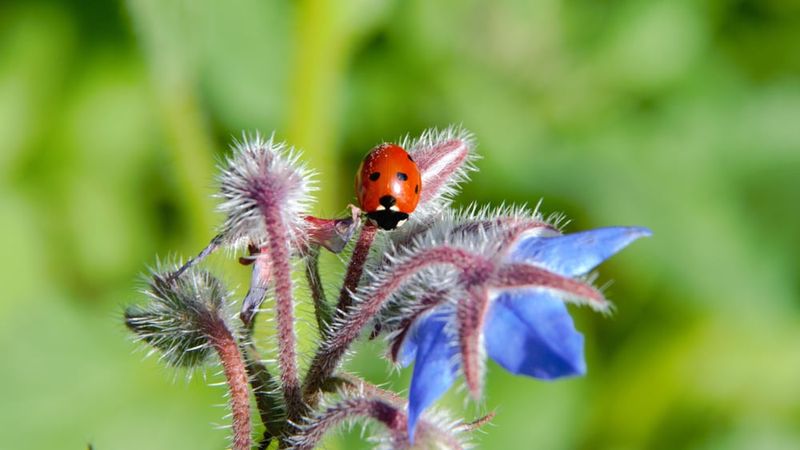 Borage (Borago officinalis)