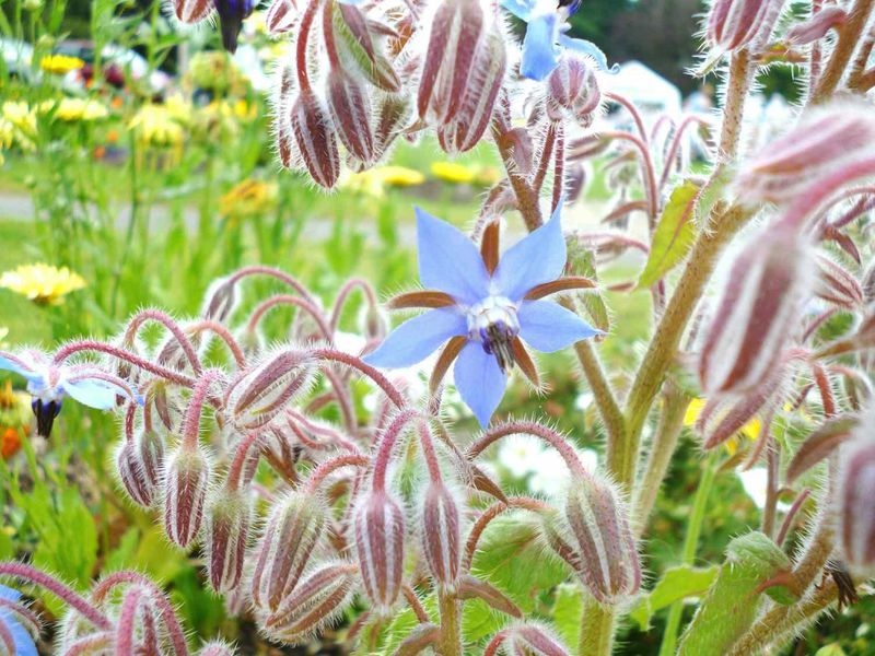 Borage