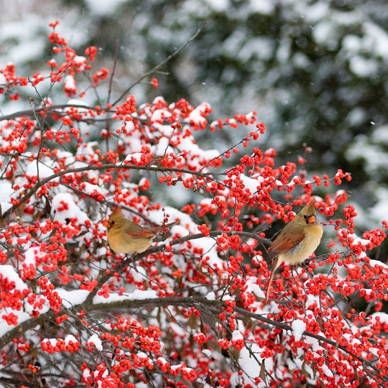 Winterberry (Ilex verticillata)