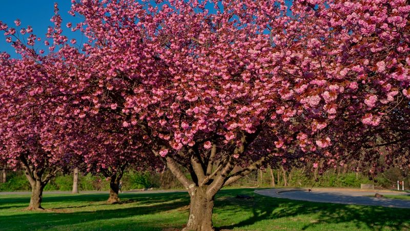 Crabapple Tree
