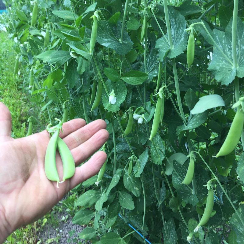 Amish Snap Peas