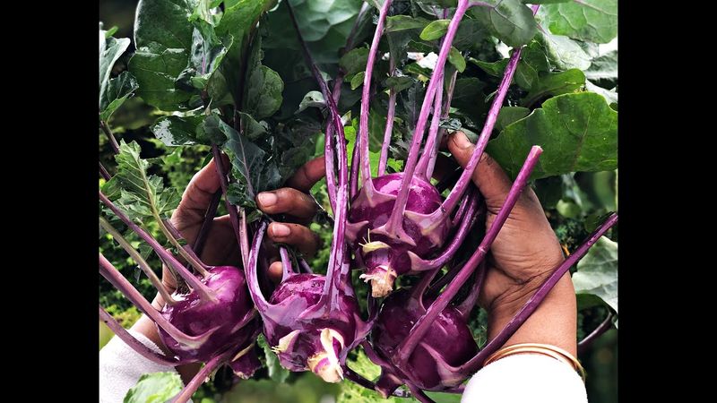 Kohlrabi