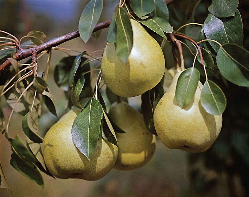 Pear (Pyrus spp.)