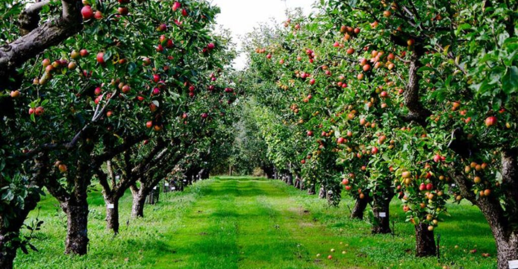 An Expert’s List of 20 Fruit Trees That Practically Grow Themselves