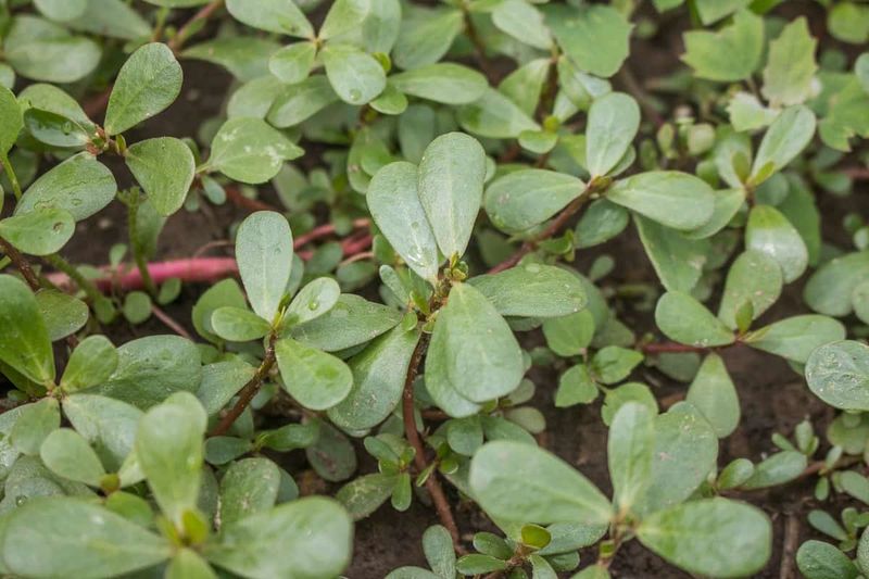 Purslane