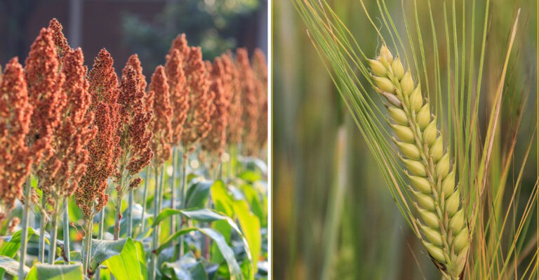 Ancient Grains You Can Grow in a Backyard Garden