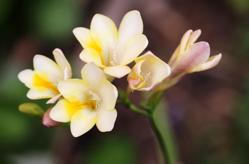 Freesia