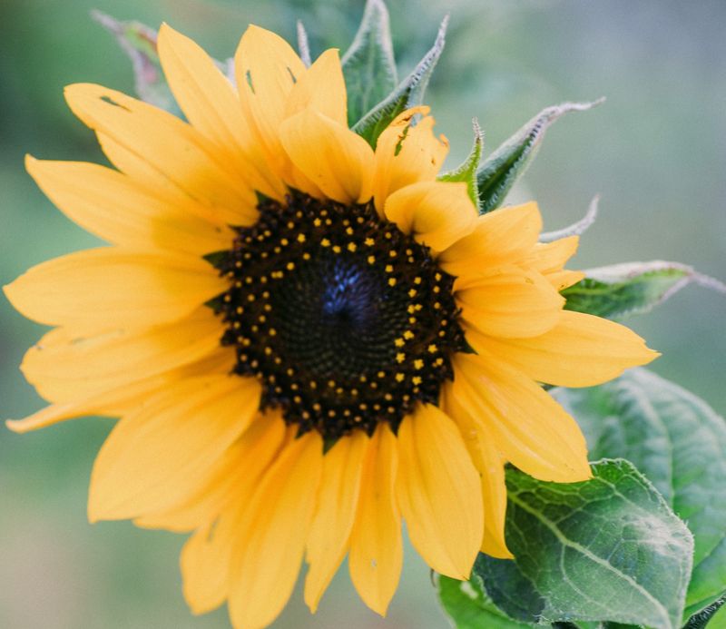 Sunflowers (Helianthus annuus)