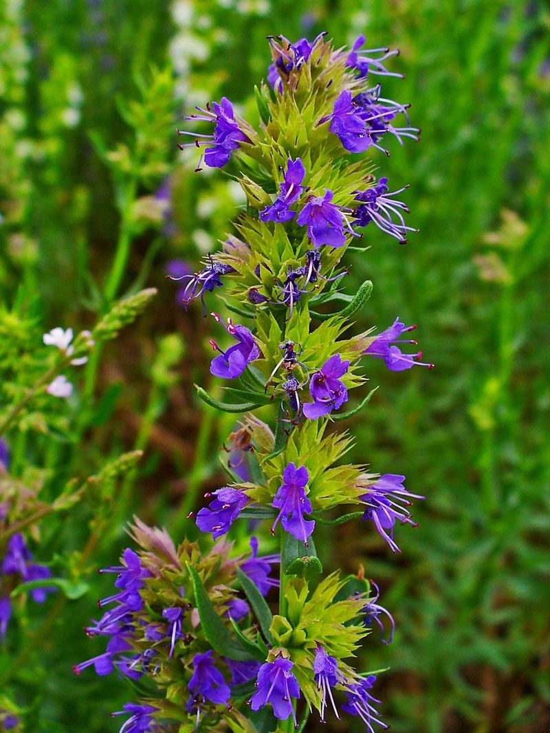 Hyssop: The Purification Herb-Vegetable
