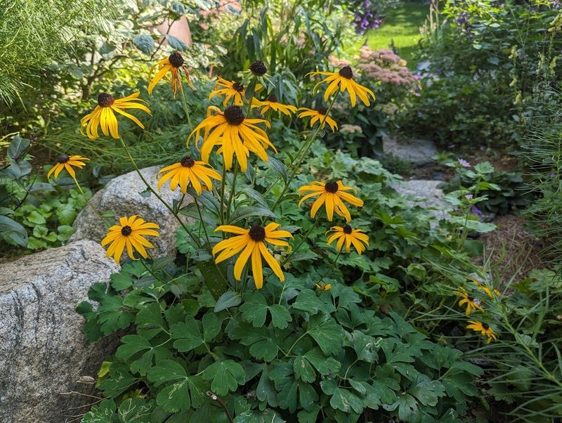 Rudbeckia