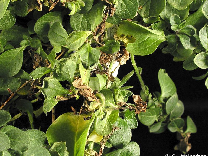 Verticillium Wilt