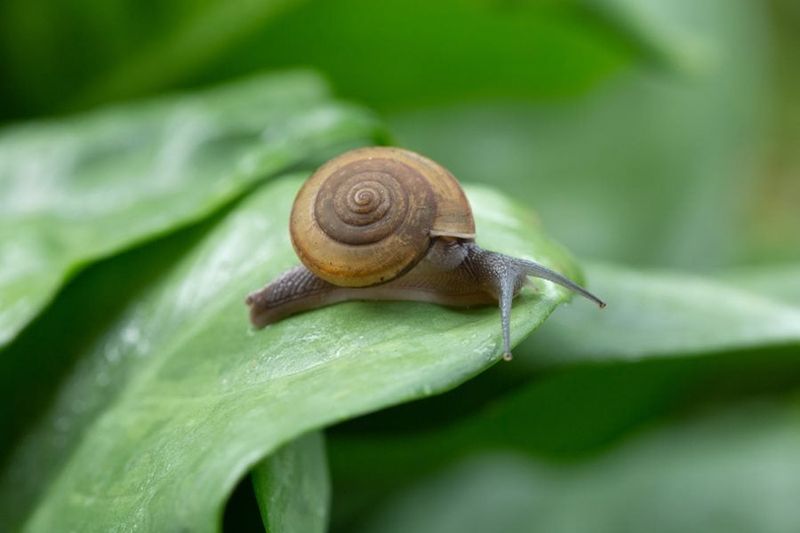 Slugs and Snails