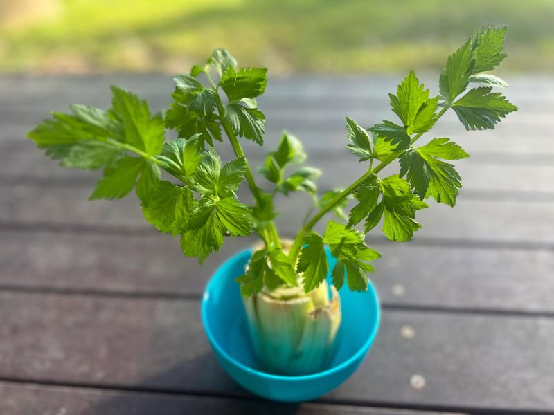 Celery Stalk Ends