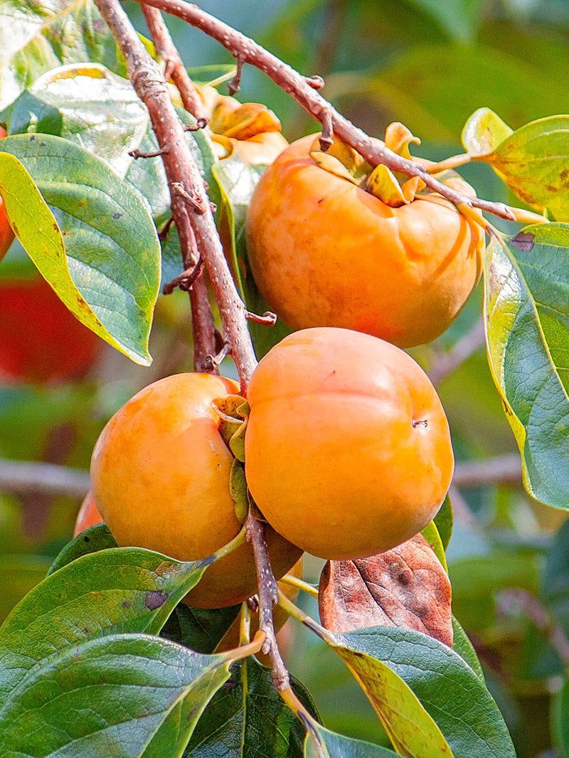 Persimmon (Diospyros kaki / Diospyros virginiana)