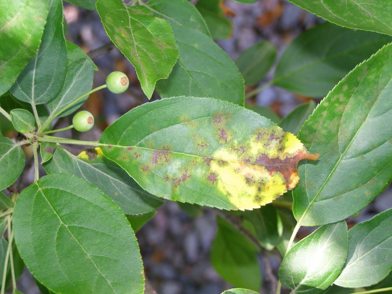 Leaf Spots