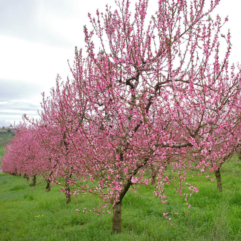 Peach Tree