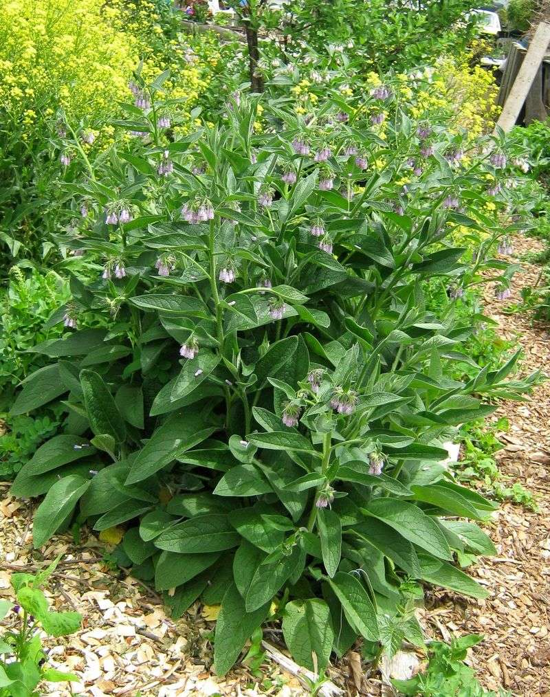 Comfrey