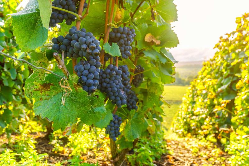 Grapes: Vineyard Variability