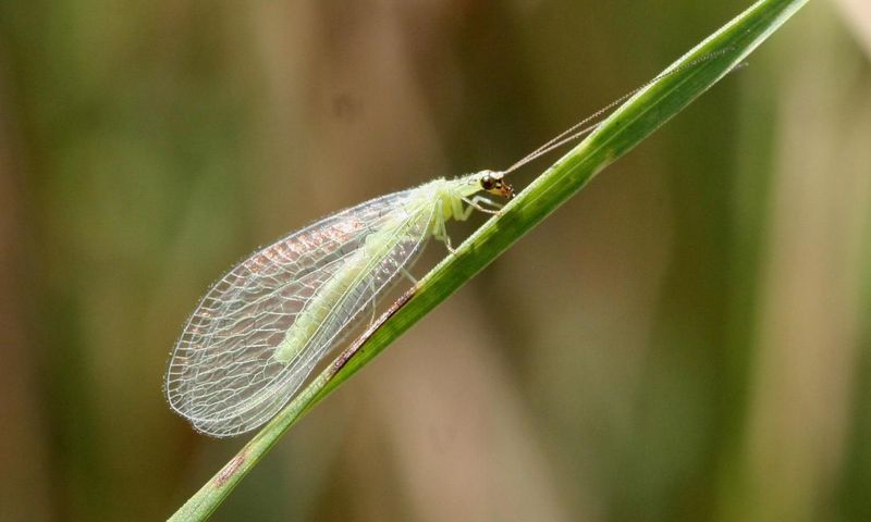 Introduce Beneficial Insects