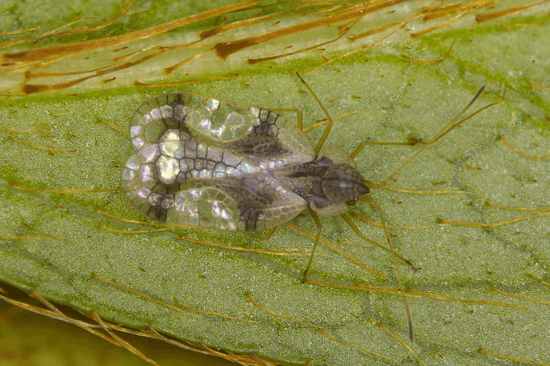 Watch for Pests and Disease