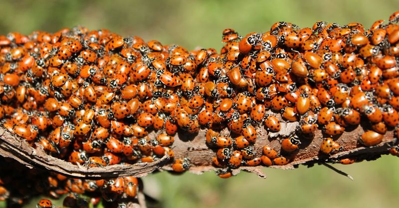 Encouraging Beneficial Insects