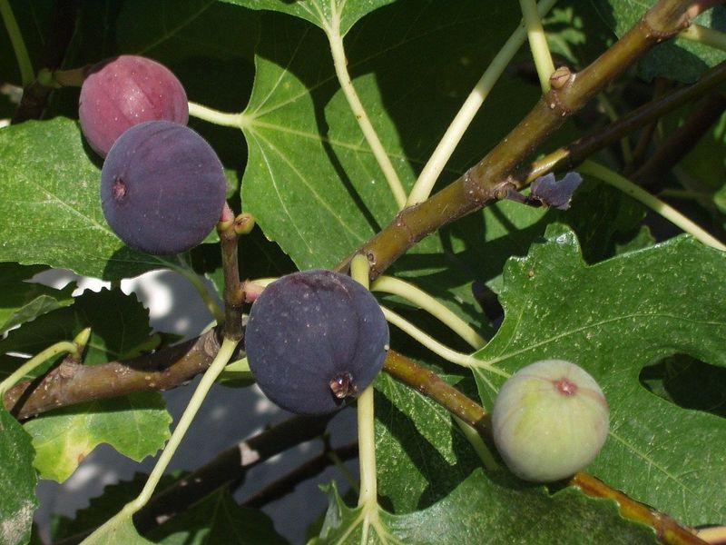 Figs: Fruitless Seed Starting