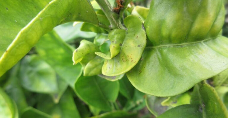 Are You Overwatering or Underwatering? How to Tell Fast