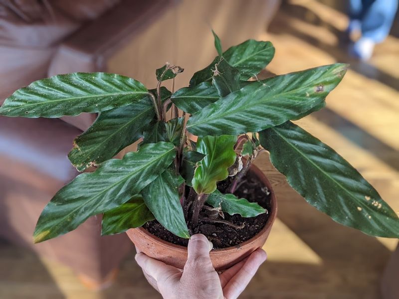 Calathea (Prayer Plant)