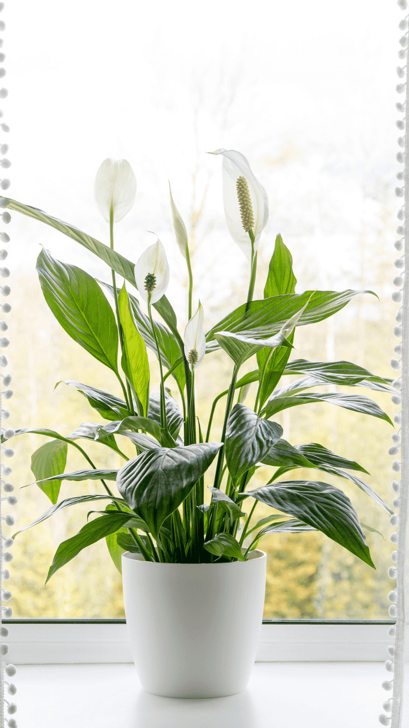 Peace Lily