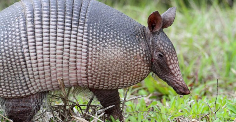 Armadillos in the Garden: Helpful, Harmful, or Just Passing Through?