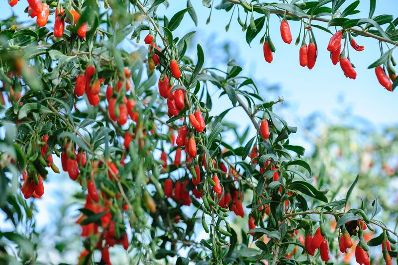 Goji Berry