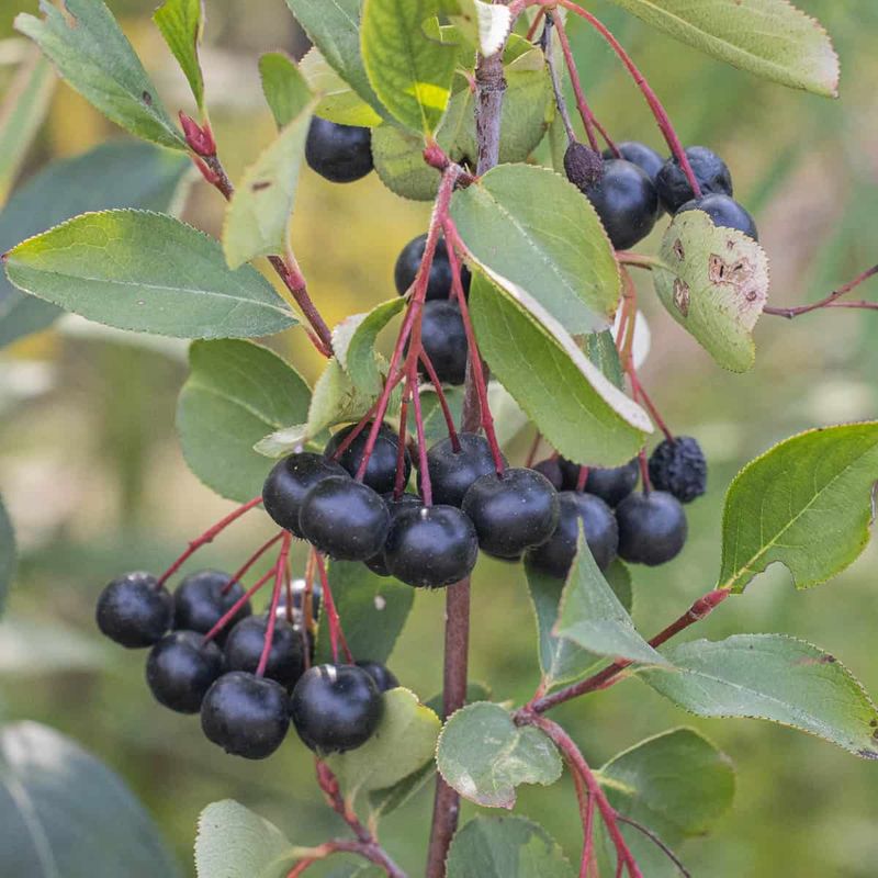 Chokeberry (Aronia melanocarpa)