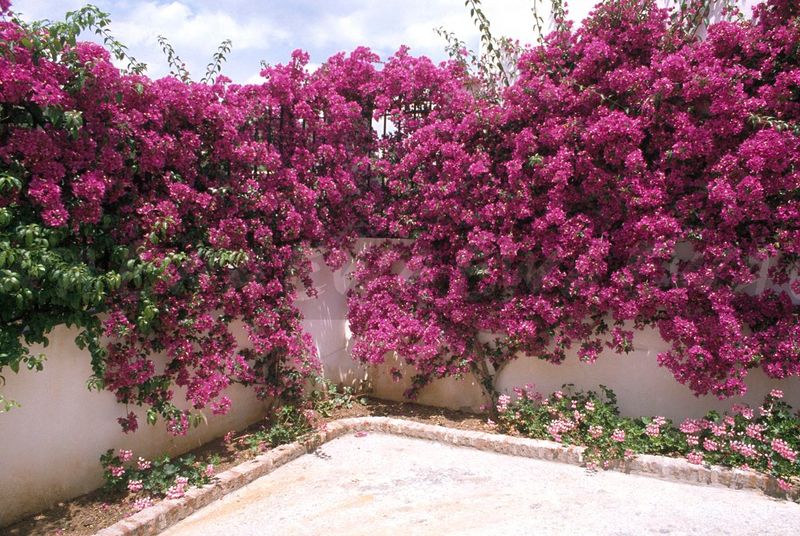 Bougainvillea