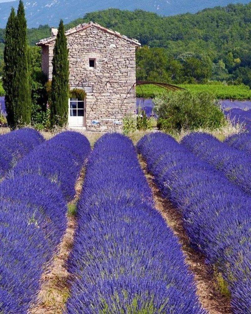 Lavender