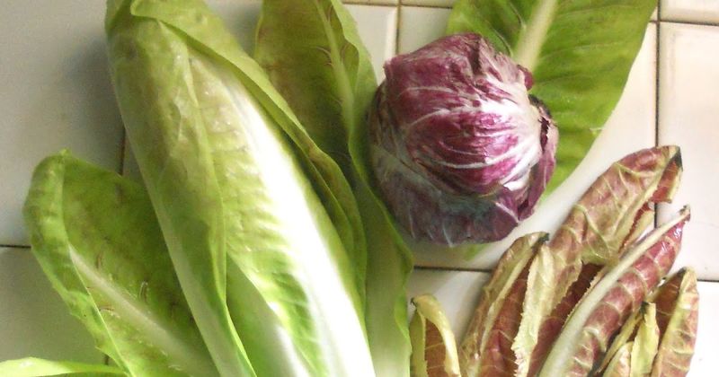 Radicchio and Endive