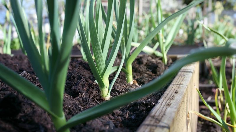 Green Onions/Scallions