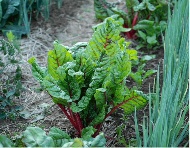 Swiss Chard