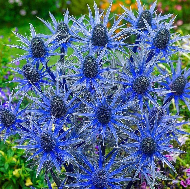 Sea Holly