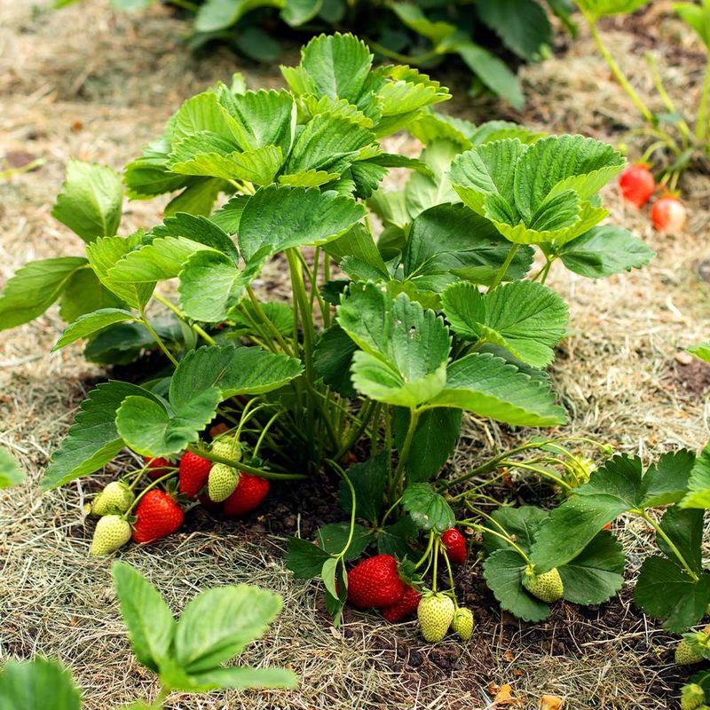 Strawberry Groundcover