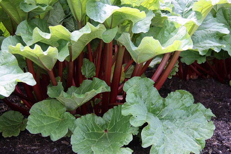 Rhubarb