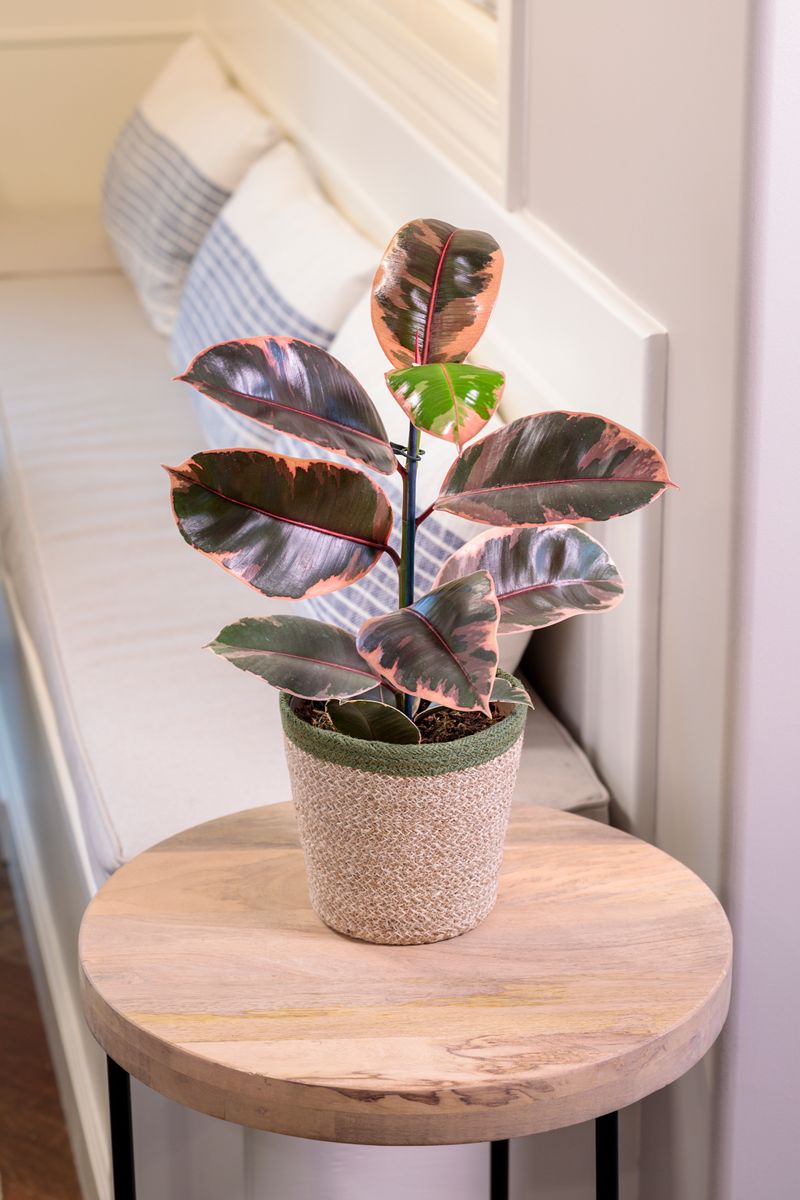 Rubber Plant (Ficus elastica)