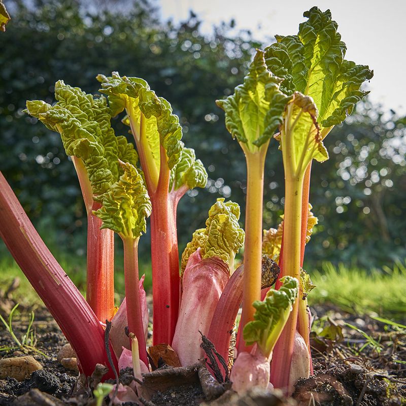 Rhubarb: The Stubborn Stalker
