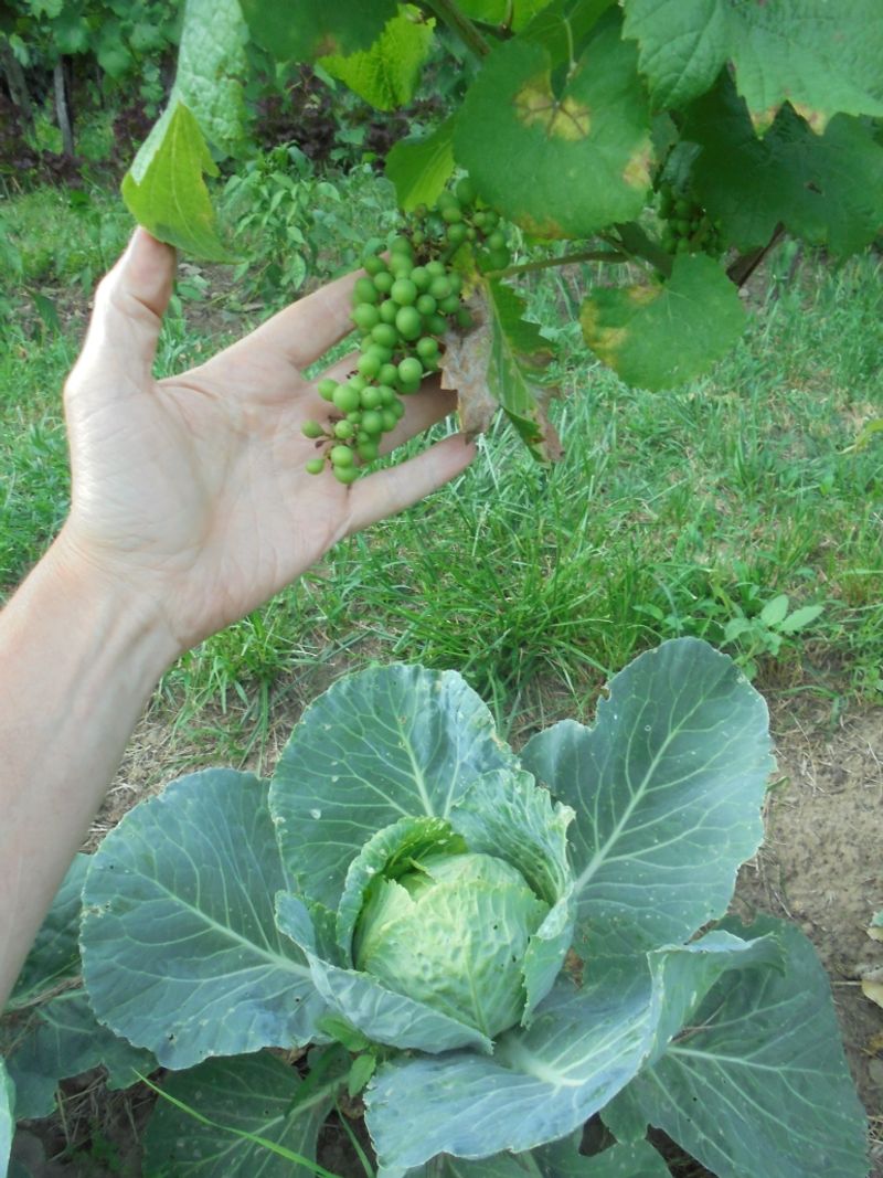Cabbage and Grapes