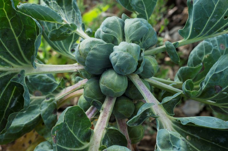 Brussels Sprouts – The Winter Marathon (90-110 Days)