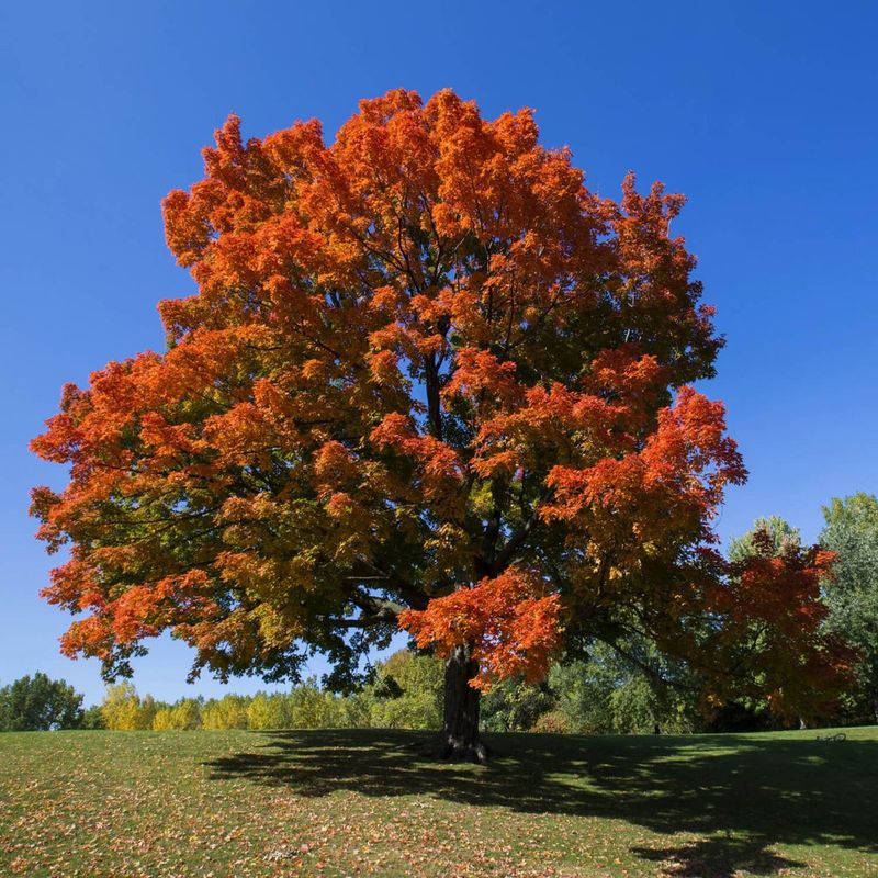 Sugar Maple