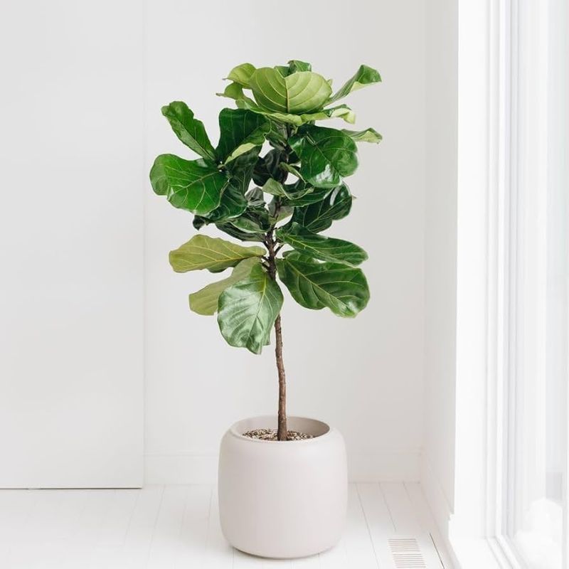 Fiddle Leaf Fig