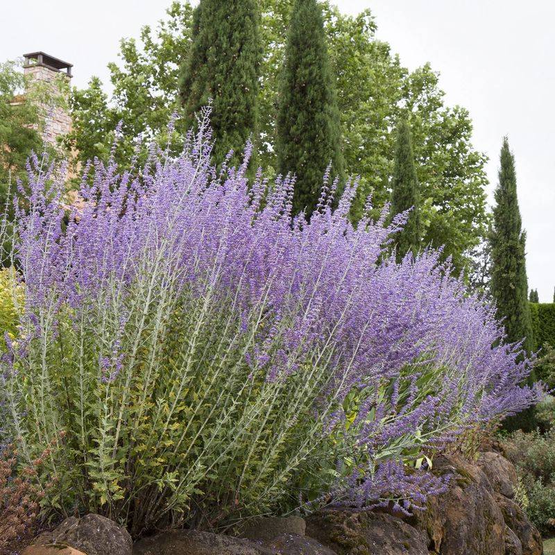 Russian Sage (Perovskia)