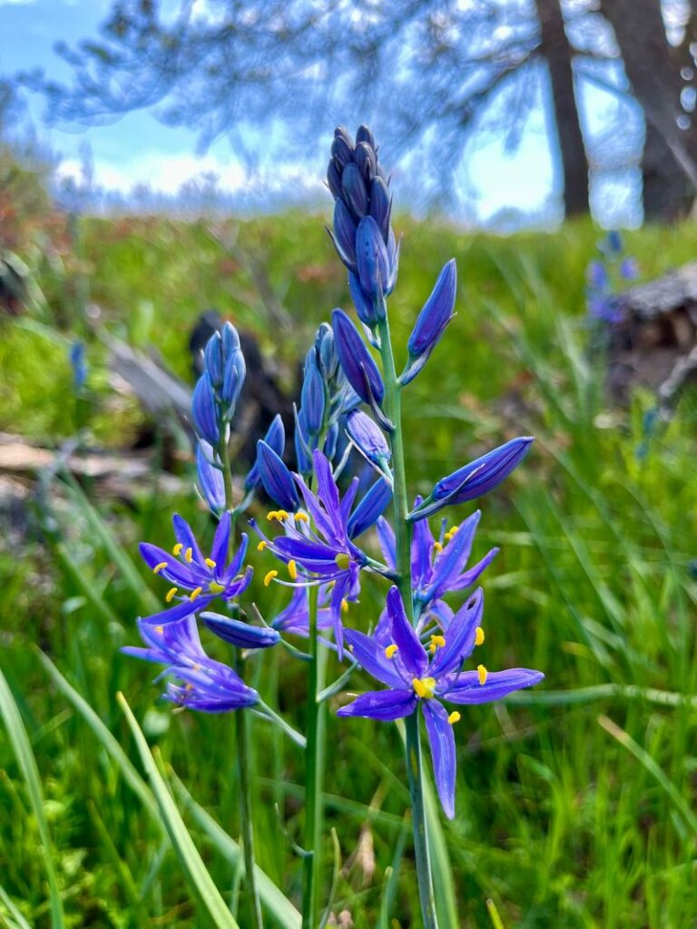 34 Bold Blue Perennials That Will Never Leave Your Yard Once Planted ...